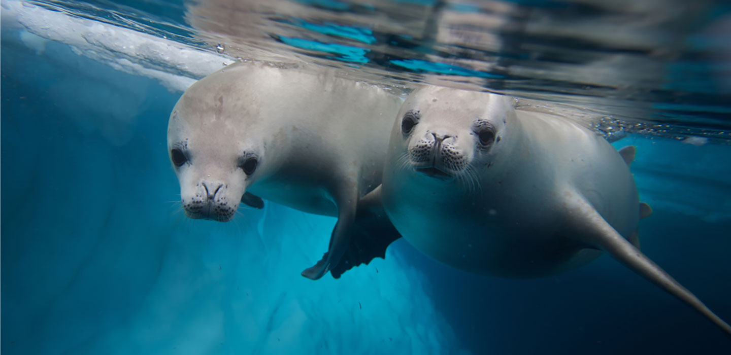 Photo of seals below the water line